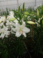 [5281 Crystal Blanca WF No02.JPG]